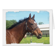 Alert Arab Horse Greeting Card