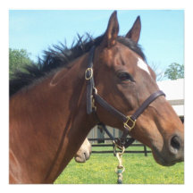 Alert Arabian Horse Invitations