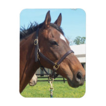Alert Arabian Horse Magnet