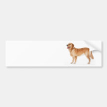 Alert Golden Retriever Bumper Stickers