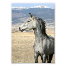 Alert Horse 5x7 Photograph