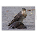 Alert Sparrowhawk cards