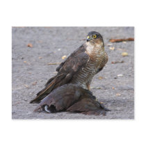 Alert Sparrowhawk Postcard
