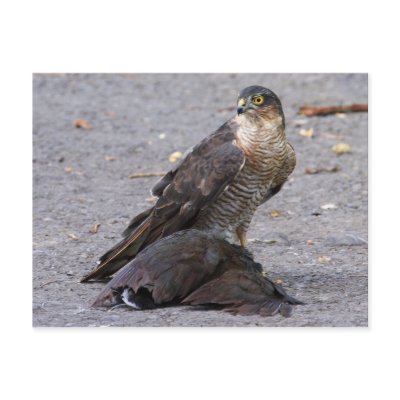 Alert Sparrowhawk Postcard by Welshpixels