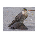 Alert Sparrowhawk Postcard