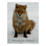 Aleutian Fox in Winter, Unalaska Island Postcard