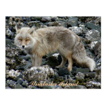 Aleutian Fox, Unalaska Island Post Cards