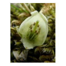Aleutian Heather Pistil & Stamens Post Cards