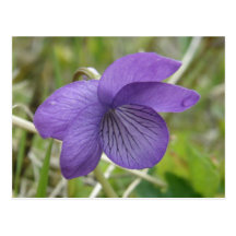 Aleutian Violet on Unalaska Island Post Card