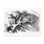 Alice in Wonderland: Cheshire Cat Postcard