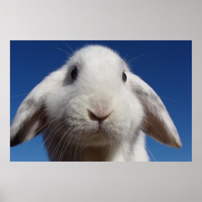 Alice - White Lop Rabbit Print by haster