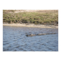 Aligator in the Water Photo