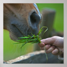 Alimentation de cheval posters