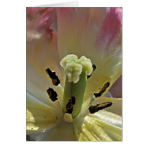 All About Pollen Greeting Card