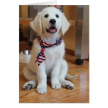 All American Puppy, the cutest Patriot Greeting Card
