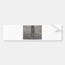 All grown up now bumper sticker