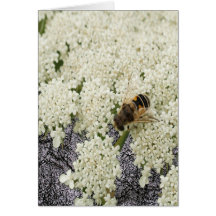 All Ocassion Queen Annes Lace Black Leather Card