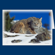 All Occasion Card-Wildlife Series cards