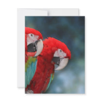 All Occasion Colourful Parrots
