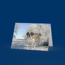 All Occasion Greeting Card cards