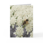 All Occasion Queen Annes Lace Black Leather Card
