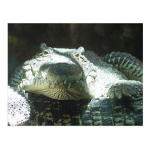 All Smiles Post Card
