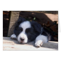 All Tuckered Out Border Collie Puppy Note Card