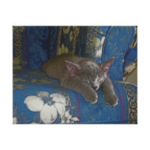 All Tuckered Out Canvas Print