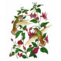 Allan's Hummingbird with Fuschia t-shirts