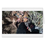 alldogscatch card