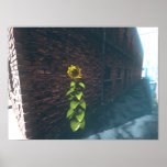 Alley SunFlower Poster