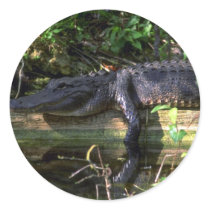 Alligator afternoon, Everglades, Florida stickers