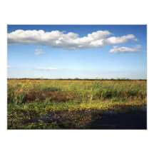 Alligator and Floodplain. Orange County, Fl. Photographic Print