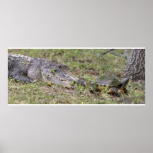 Alligator and Turtle Poster