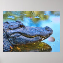 Alligator avec la copie de balle de golf poster