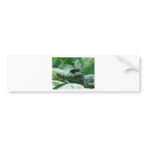 alligator,caiman bumper sticker