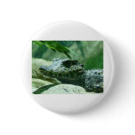alligator,caiman pins