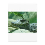 alligator,caiman post cards