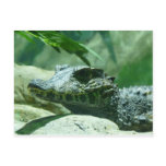 alligator,caiman post card