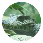 alligator,caiman stickers
