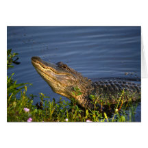 Alligator Creeping Up Card