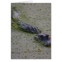 Alligator Creeping Up Greeting Cards