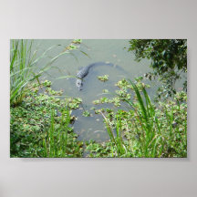 Alligator de la Floride Posters