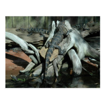 Alligator Farm Post Card