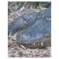 Alligator in its Natural Habitat