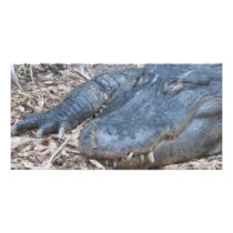 Alligator in its Natural Habitat
