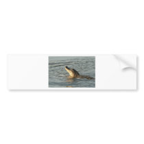 Alligator in the water. bumper sticker
