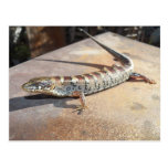 alligator lizard postcard