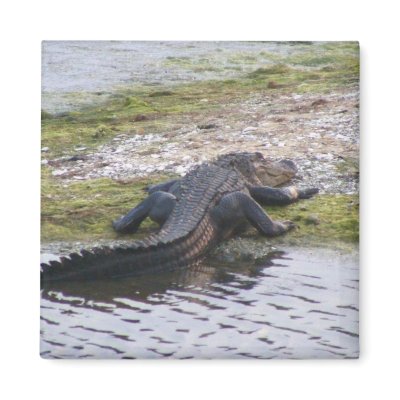 Alligator Fridge Magnet by femsista