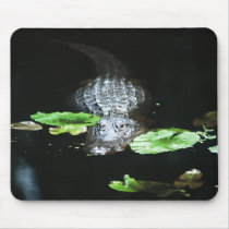 Alligator
